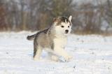 ALASKAN MALAMUTE 301